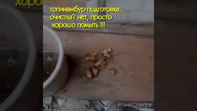 Топинамбур - это просто!  А полезно! уникальное зимостойкое растение.