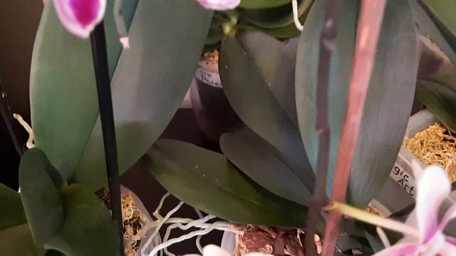 Можно полить цветущие так... смотреть онлайн