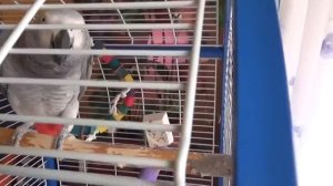 Попугай Жако - Лелик рычит как зверь. Прошло две недели -Jacquot parrot