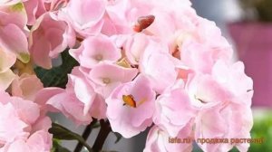 Гортензия крупнолистовая Кокин Пинк (kokin pink) ? обзор: как сажать, саженцы гортензии Кокин Пинк