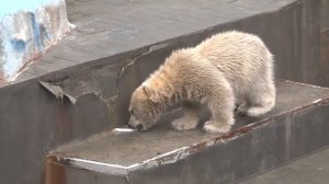 Полярный медвежонок с мамой Гердой. Новосибирский зоопарк. 24.04.2016