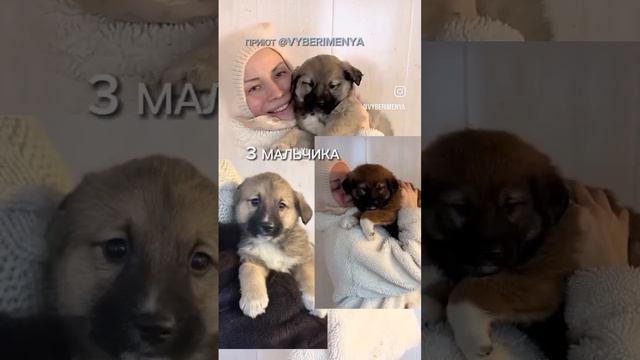 Одни из наших новогодних подарков - 4 карапуза, явно только отлучившиеся от мамки🙈