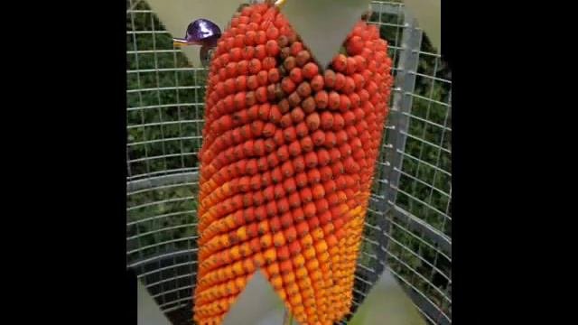 самые необычные цветы в мире