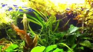 Аквариумные рыбы Акулий балу Акулий бала Balantiocheilus Melanopterus Low — смотрите забавные видео