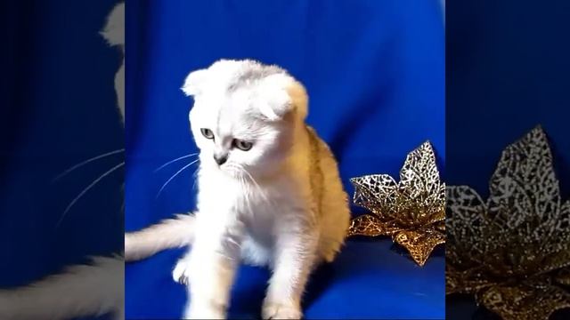 Шотландская девочка фолд серебристая тикированная шиншилла смотреть онлайн