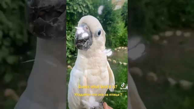 Guess what bird it is?    Угадайте, что это за птица?