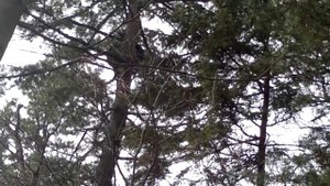 Охота с собаками на гималайского медведя,часть 1-я.