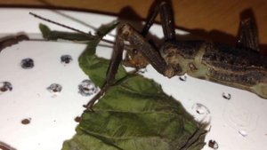 Новогвинейский палочник ест малину \ Eurycantha calcarata eating raspberry leaves