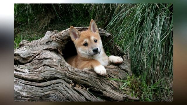 Необычайные истории двух щенков! Что с ними стало??? смотреть онлайн