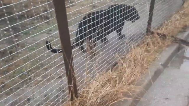 Тигры охотятся на леопарда. Новые соседи вызывают интерес. смотреть онлайн