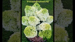 Обрезка Гортензии Метельчатой