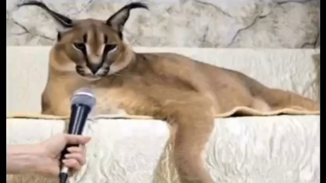 Шлёпа рассказывает анекдот про старика, который знает язык животных! смотреть онлайн