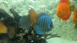 Дискусы и боции