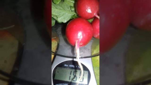 Редис за 16 дней выращивание дома. смотреть онлайн