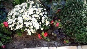 КЛУМБА НЕПРЕРЫВНОГО ЦВЕТЕНИЯ В МОЕМ САДУ