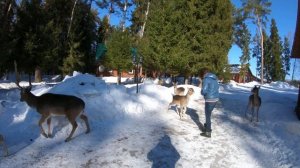 Олени на базе отдыха Дом рыбака и охотника Тутаевский район Ярославская область.