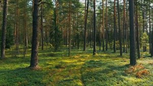 ? Звуки природы, пение птиц, Звуки Леса, для релаксации, сна, Медитации, Relax 8 часов