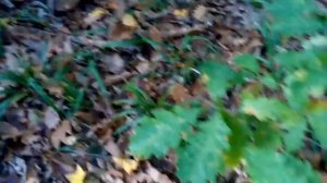 Собираем грибы в краснодарском крае