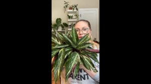 Planttok Plant Care Tips, Tricks and Hacks Part 13