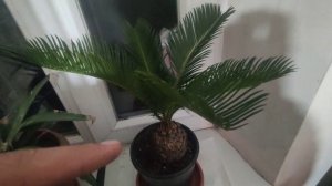 у меня новое растения цикас . Что нем я знаю. рядом ананасы я показываю