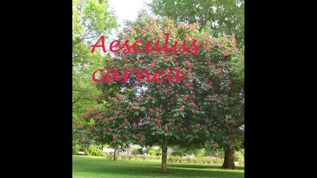 Red Chestnut - Aesculus carnea смотреть онлайн