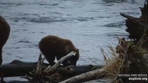 Самый маленький медвежонок кусок урвал не маленький#Katmai National Park, Alaska 2023