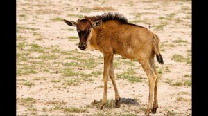 Т.Л.Кочевник. Наши песни. По двору скакал козёл..Исполняет  Пузенков Л.М...