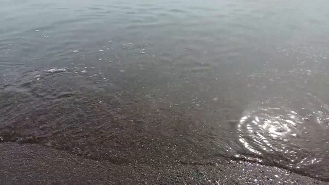 Медузы Черного моря. Аурелия.