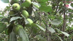 Яблоки гниют на дереве. Что делать с плодовой гнилью? #urozhainye_gryadki