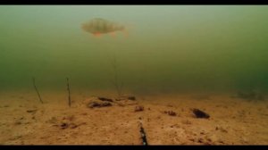 Щука атакует. Как клюет щука под водой.