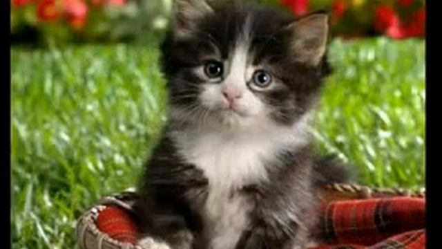 Самые красивые котята
