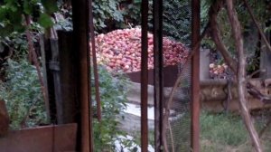 Как грамотно утилизировать излишки урожая яблок на дачном участке