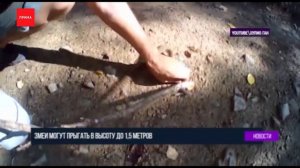 Что делать при встрече со змеей?