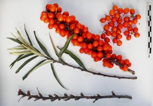Размножение ОБЛЕПИХИ из семян+2 способа черенкования #garden #farm