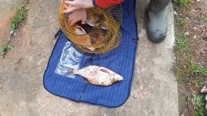 Хорошо в деревне летом. Рыбалка Клинский район М.О.  Рыбак рыбака лещеком не обидет, видео -2