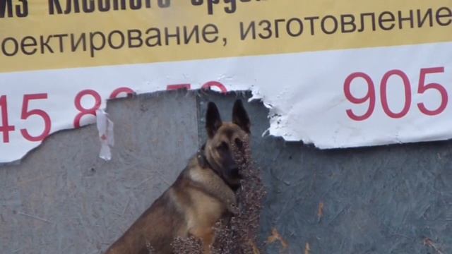 Собака уничтожает рекламный баннер смотреть онлайн