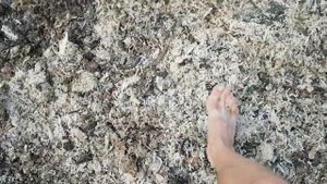 Консервация свекольного жома