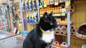 Кот  работает продавцом в зоомагазине.