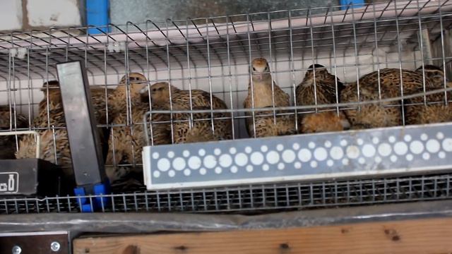 Перепела. Думаю, стоит или нет серьёзно разводить перепелов. смотреть онлайн