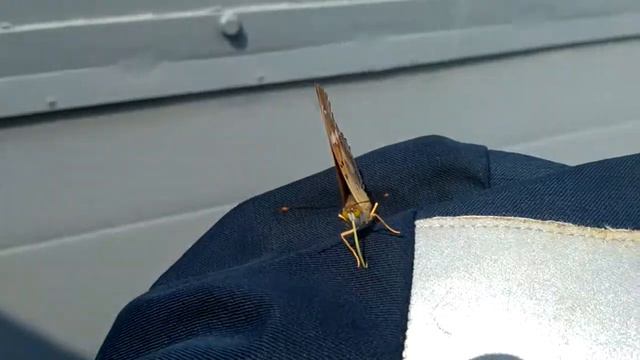 странная бабочка смотреть онлайн