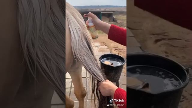 А как вы ухаживаете за хвостом вашей лошади? смотреть онлайн