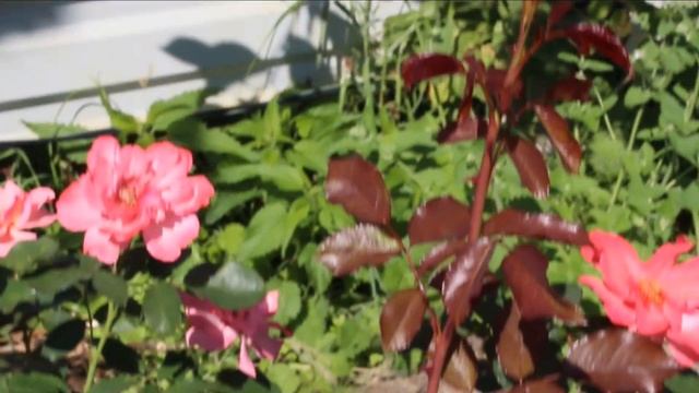 Персидский гибрид - что это такое? Роза Алиссар, Принцесса Финикийская?Мои впечатления от новинки. смотреть онлайн