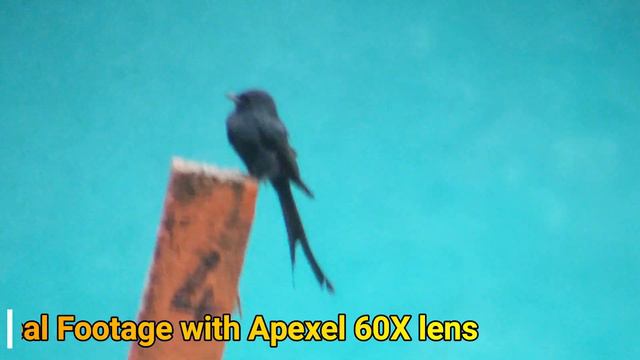 Apexel 60X Zoom Telephoto – Hyper Zoom Telescope Lens Review for Mobile #TechCassette смотреть онлайн