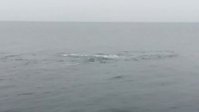 Касатки около Сахалина смотреть онлайн