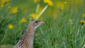 как поет коростель