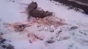 Ужас! Волк нападает на охотника Капустин Яр
