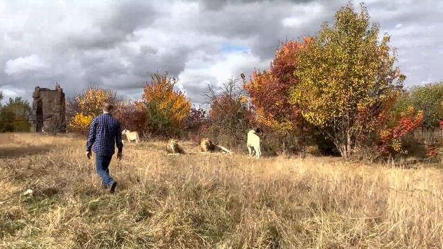 Вы ХОТЕЛИ ЭТО ВИДЕТЬ! Олег Зубков пришёл ко львам, его встречает ВОЖАК ЛЬВОВ! смотреть онлайн