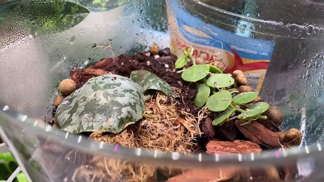 Будни цветовода | Обзор комнатных цветов | День Победы | 09.05.2022г. смотреть онлайн