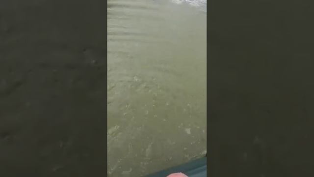 Этот сазан хорошо меня искупал #fishing