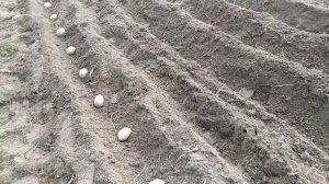 ПОСАДКА КАРТОШКИ ПОД МОТОБЛОК. Отвалилось колесо, но мы картошку посадили!